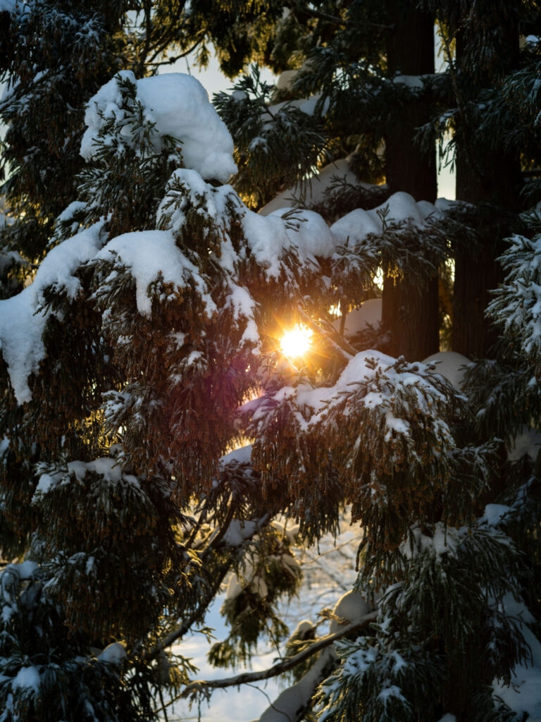 Satoyama Stays Forest