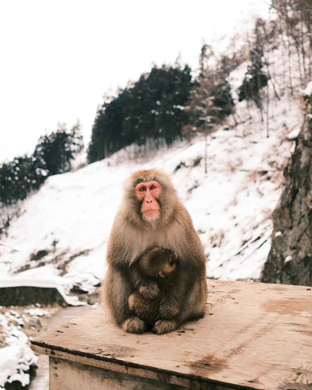 Snow Monkeys