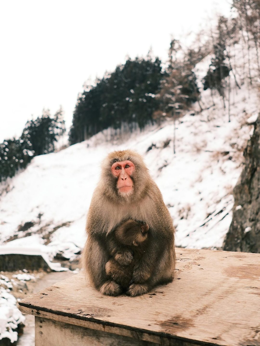 Snow Monkeys