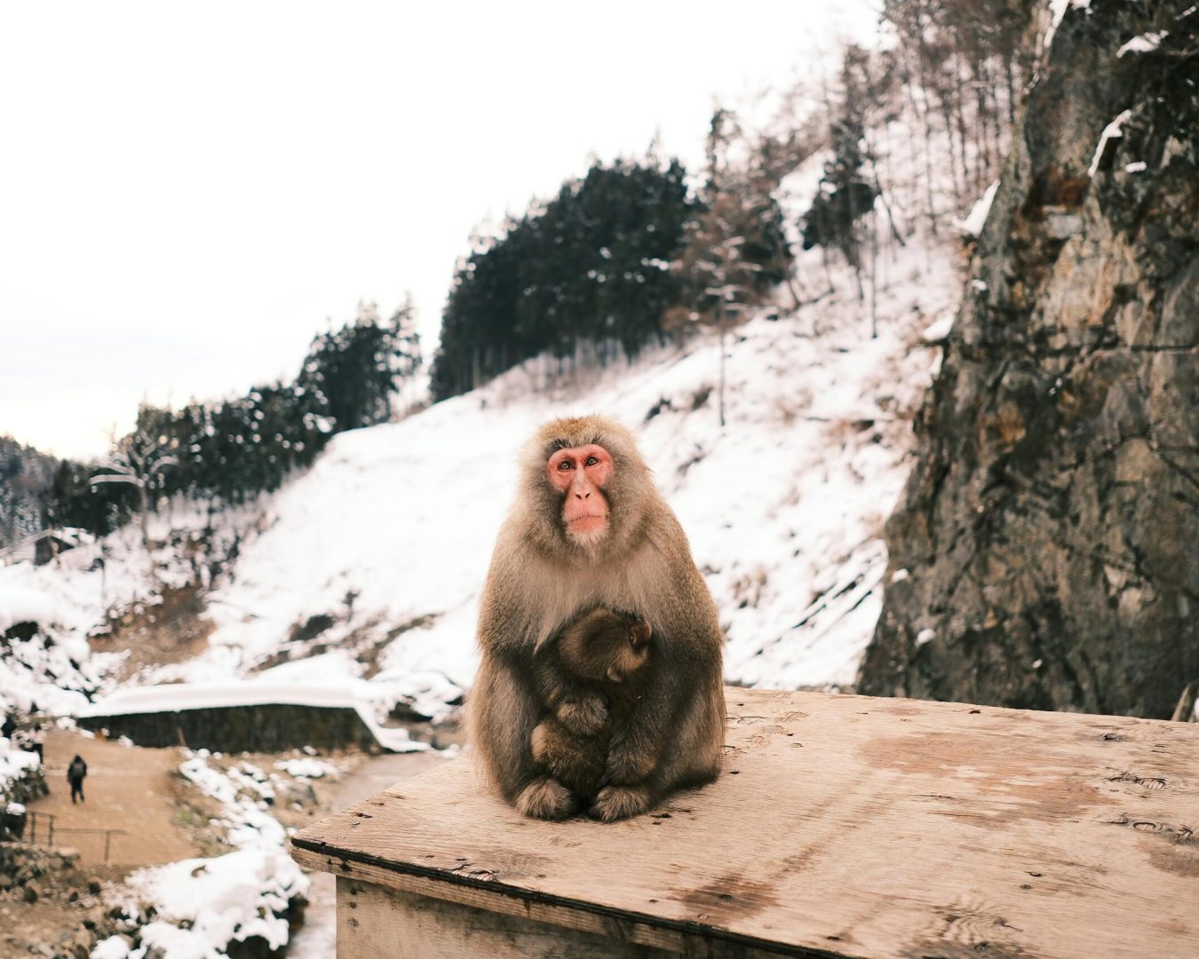 Snow Monkeys